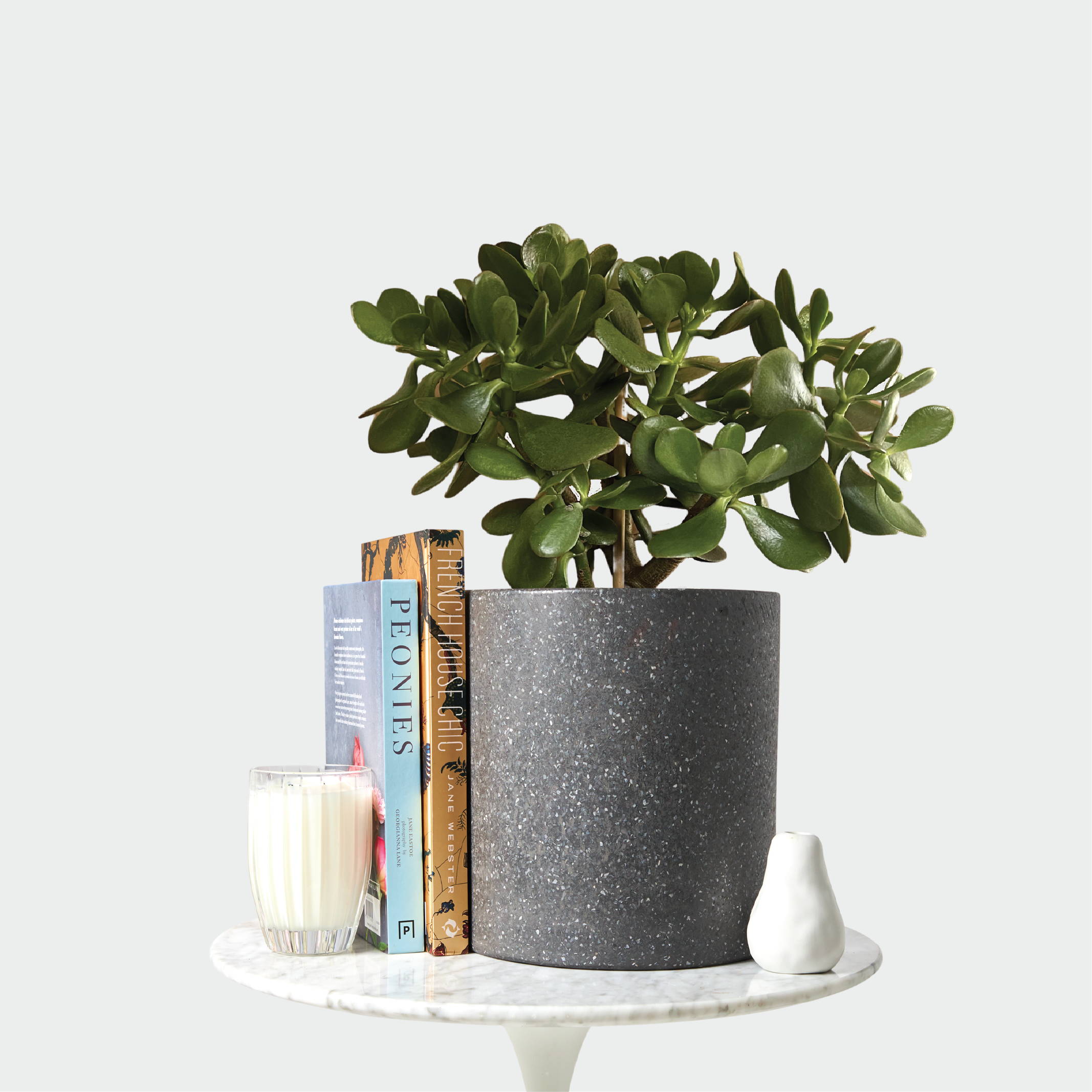 Jade Plant and accessories from The Good Plant Co