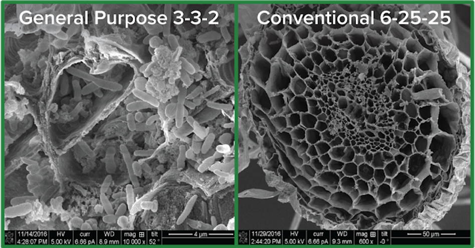 Root Cell Scanning Electron Micrograph of AgroThrive General Purpose VS Conventional 6-25-25