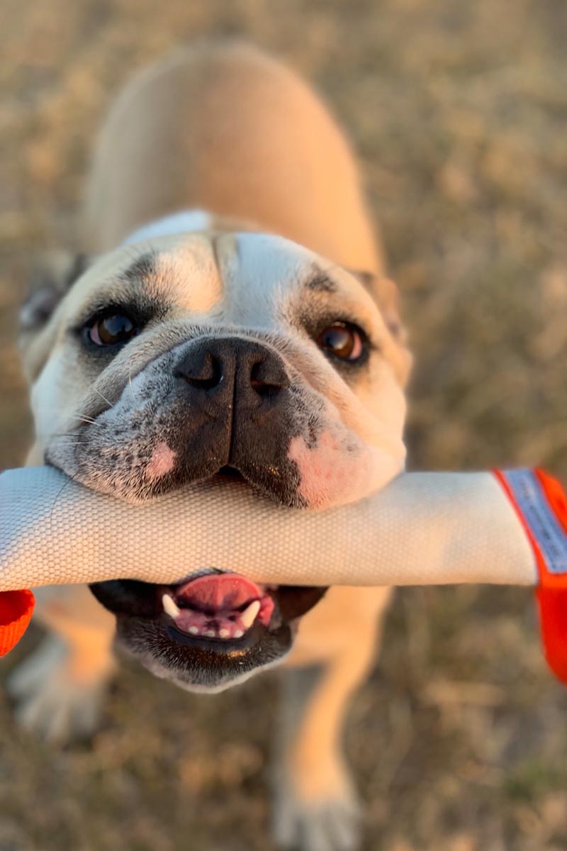 Close-Up of Dog With Tug in Mouth