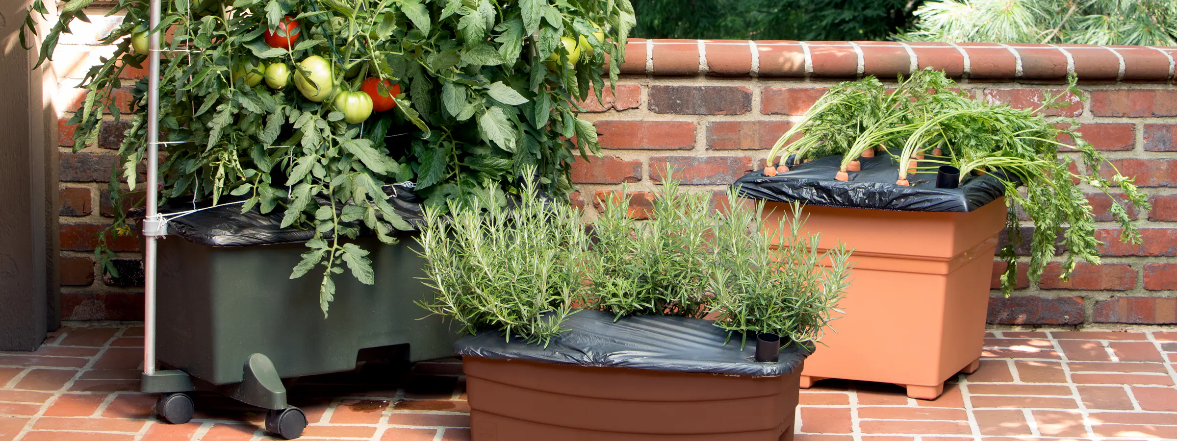 Tomatoes, carrots, and herbs being grown in different EarthBox gardening containers