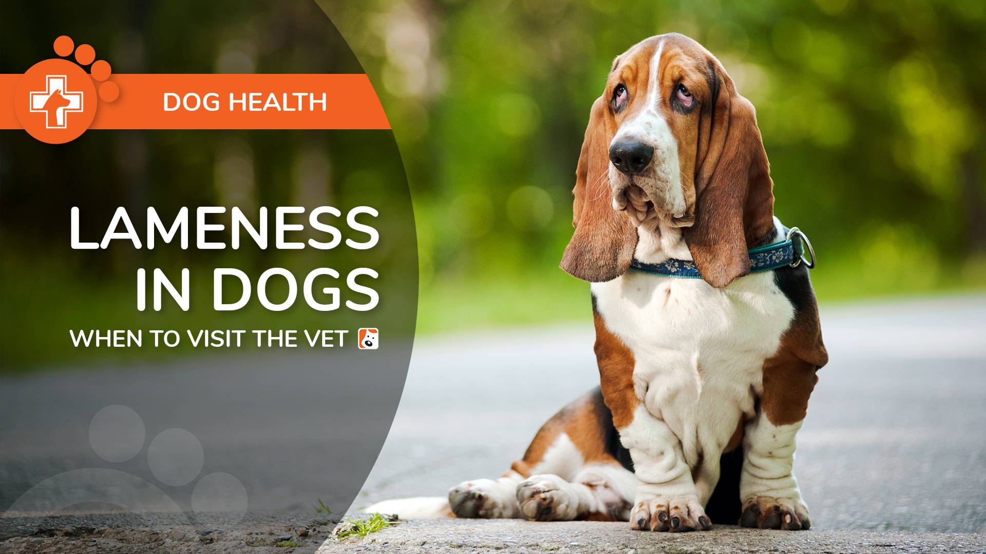 Lameness in Dogs: Causes and When To Visit the Vet