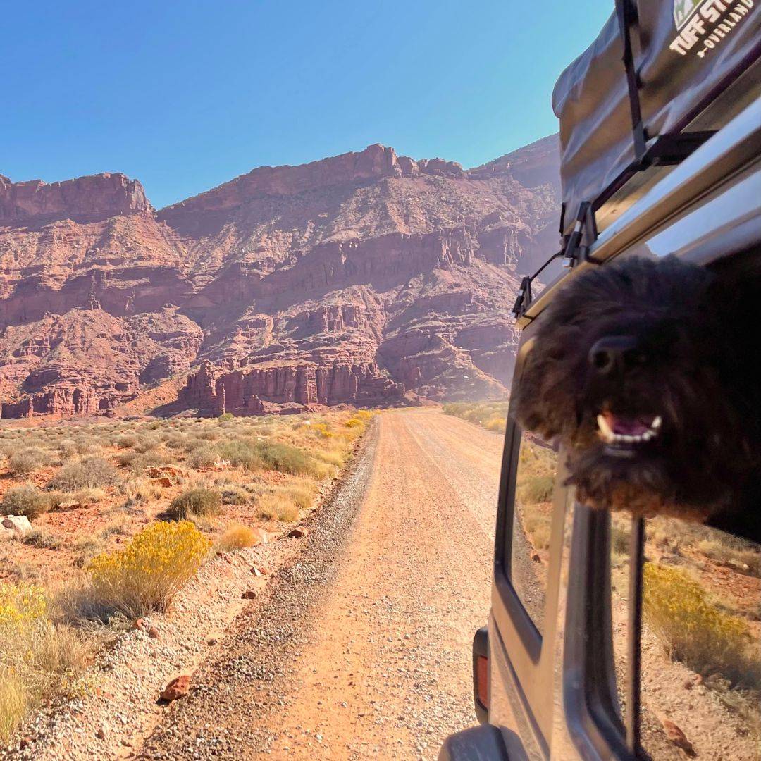 Dog on a car.  Pet-friendly Hotels to stay. Roadtrip