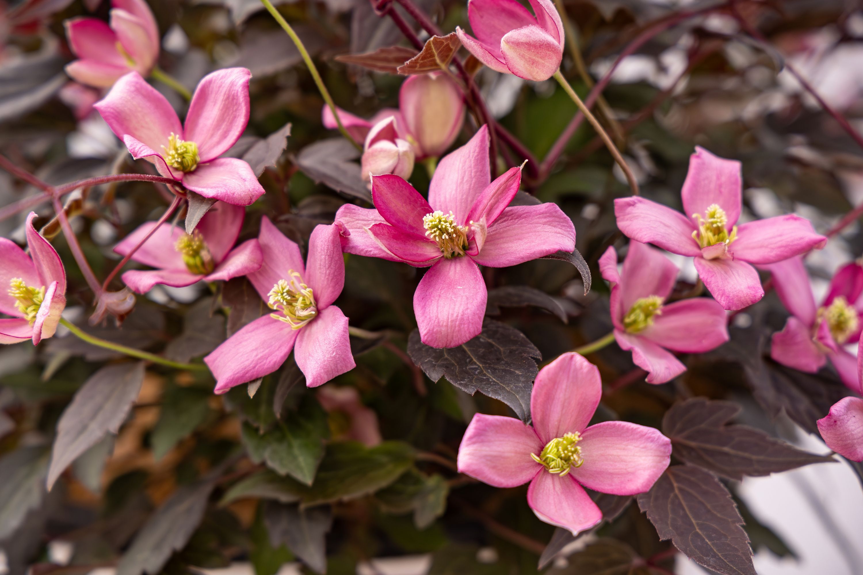 Outdoor scene of close-up of Moongate Mocha™ Clematis showcasing bright pink flowers with pale yellow centers contrasted by rich chocolate-purple foliage.
