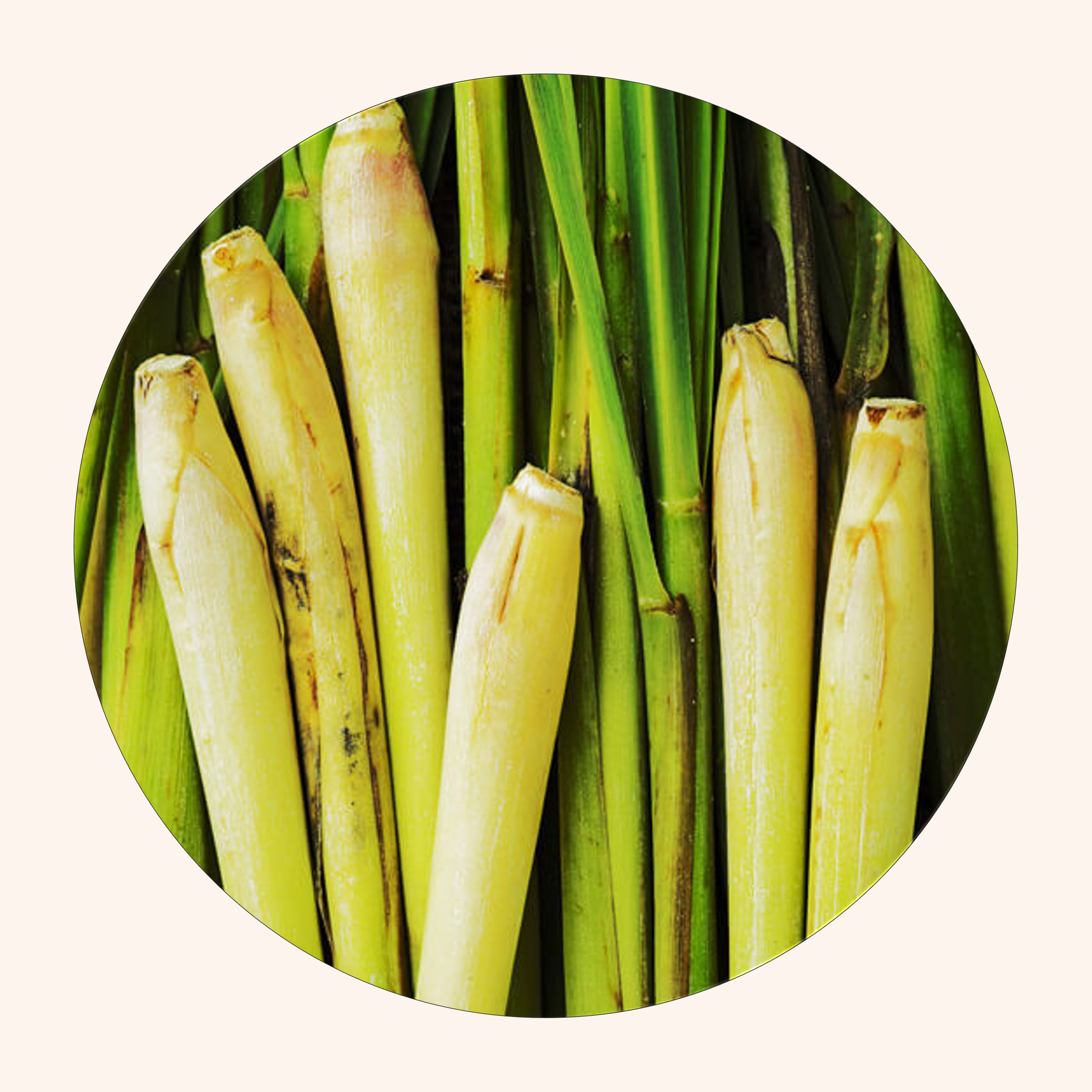 Fresh lemongrass stalks arranged in a circular pattern.