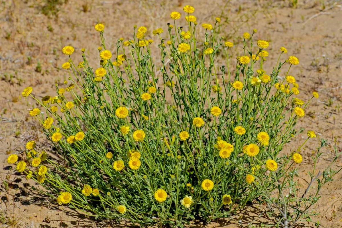 Desert Marigold (Baileya multiradiata) covered in bright yellow wildflower blooms, thriving in sunny xeriscape gardens and native Southwestern landscapes.