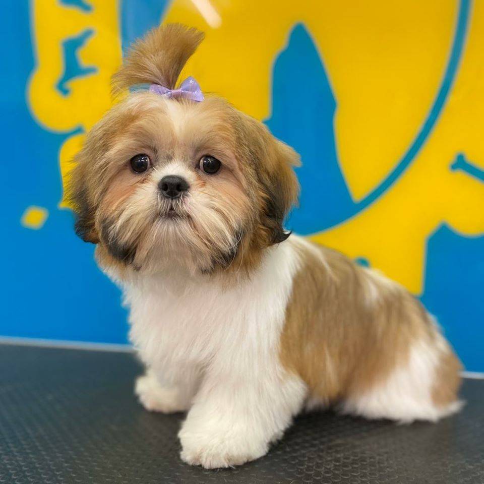 Shi Tzu Puppy | Puppy Guide To Dog Grooming