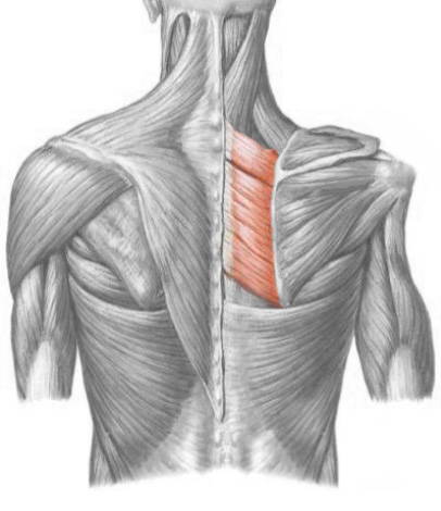 Anatomical diagram of the Rhomboid muscles