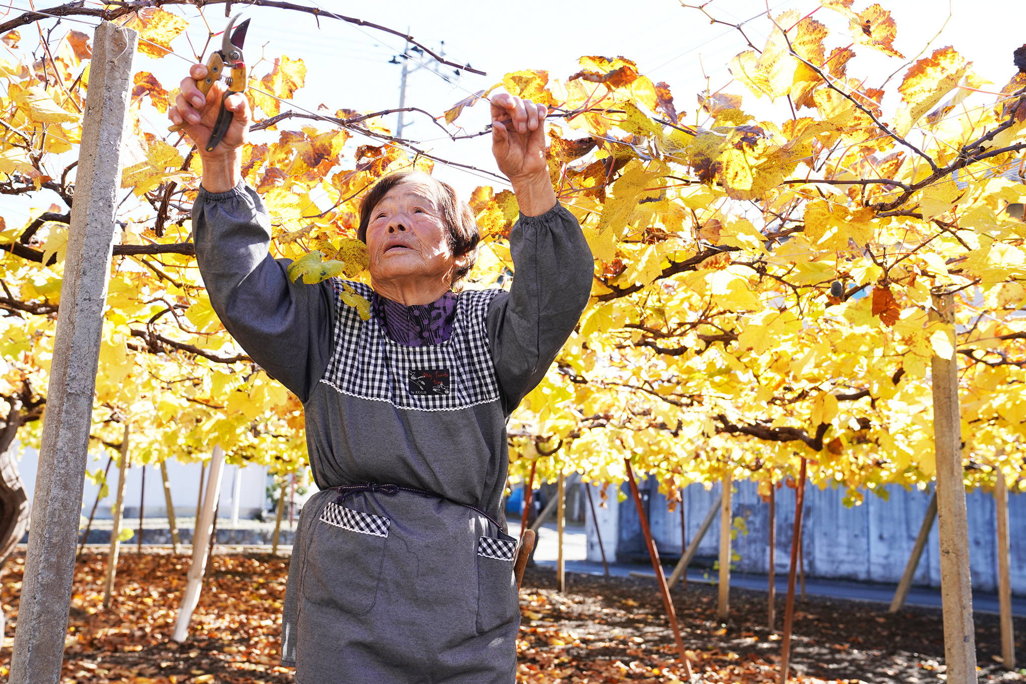 現88歳のブドウ農家・淡路ひとみさんと、渋谷さんの出会い。ここから全てが始まった。