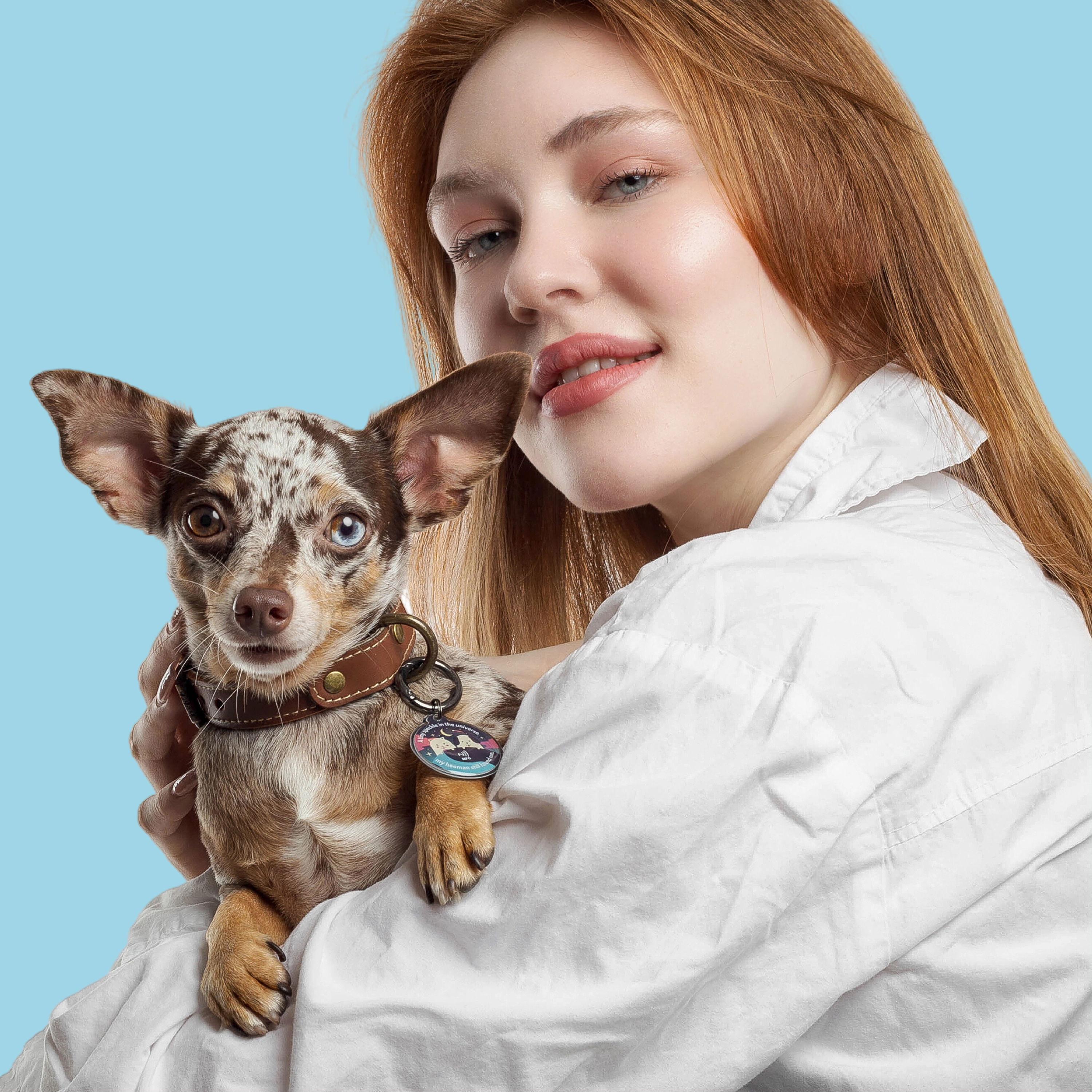 A dapple Dachshund-Chihuahua mix wearing IndieTag