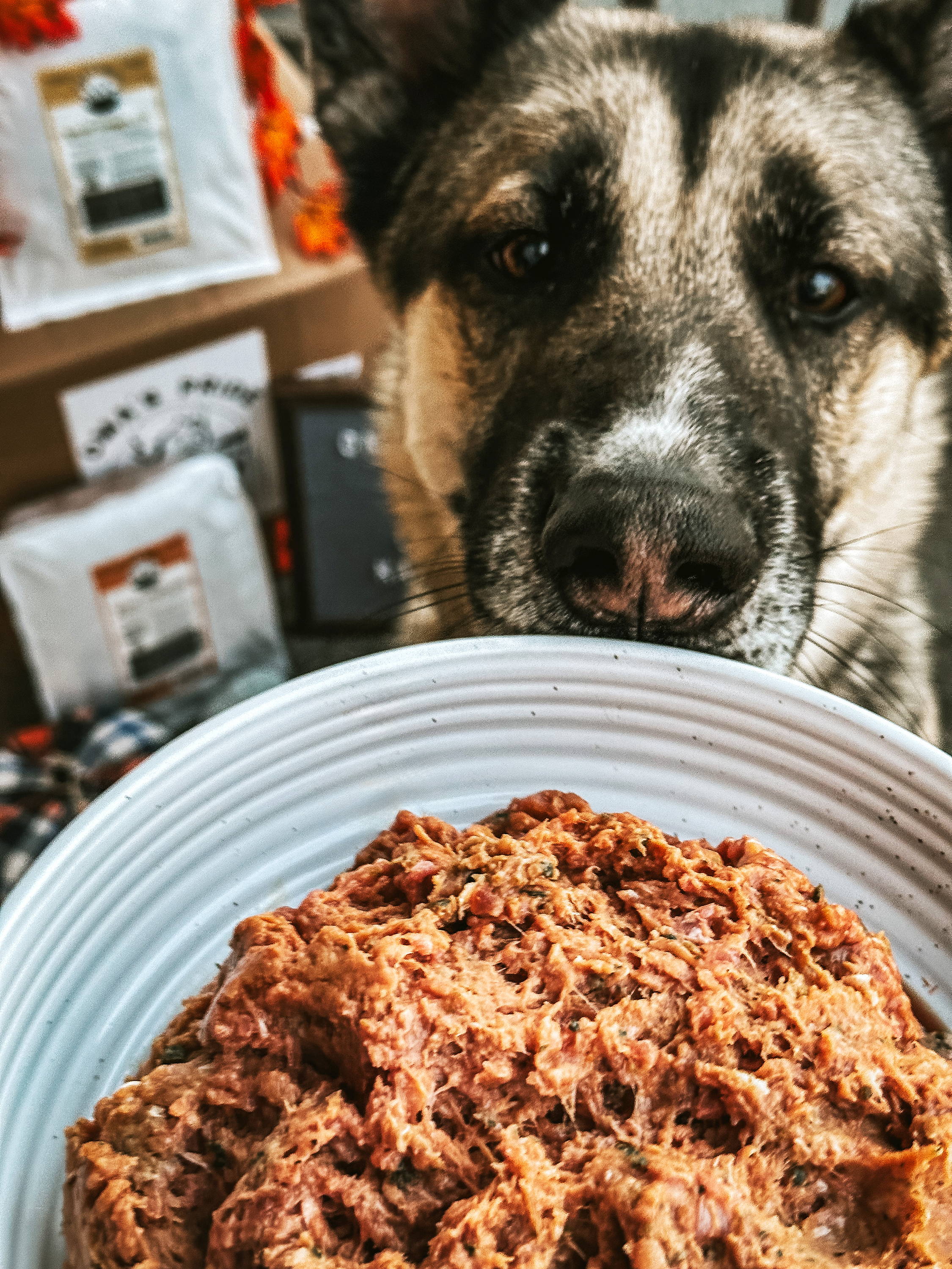 Dog staring at a bowl of raw meat in white bowl.