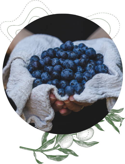 Hand full of blueberries in a cloth