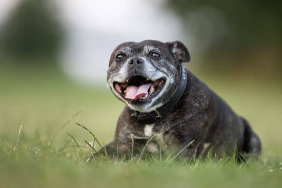 Old Pitbull taking a rest in some green grass on a warm day