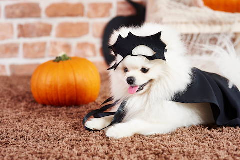 How to Keep Your Dog & Cat Safe This Halloween
