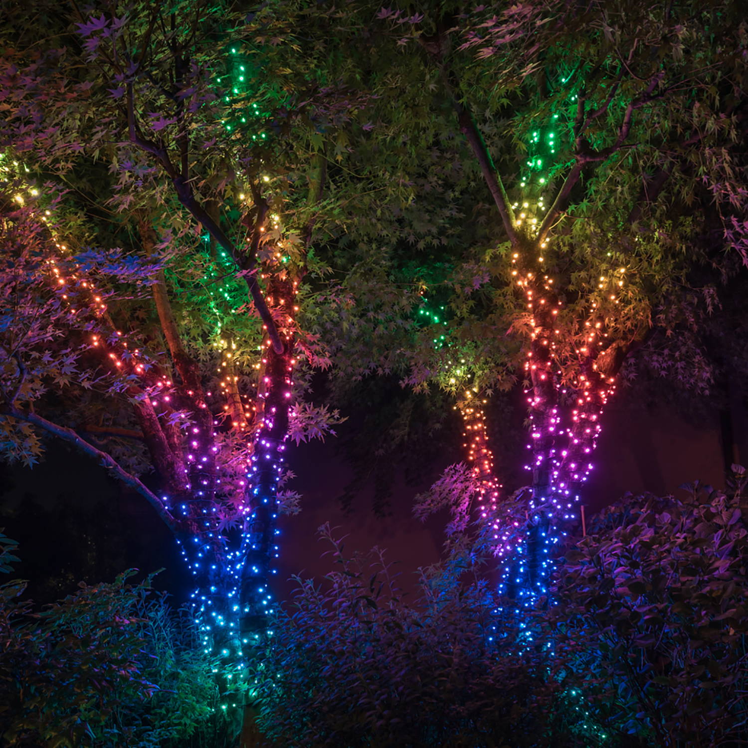 Multi coloured Twinkly string lighting wrapped around trees