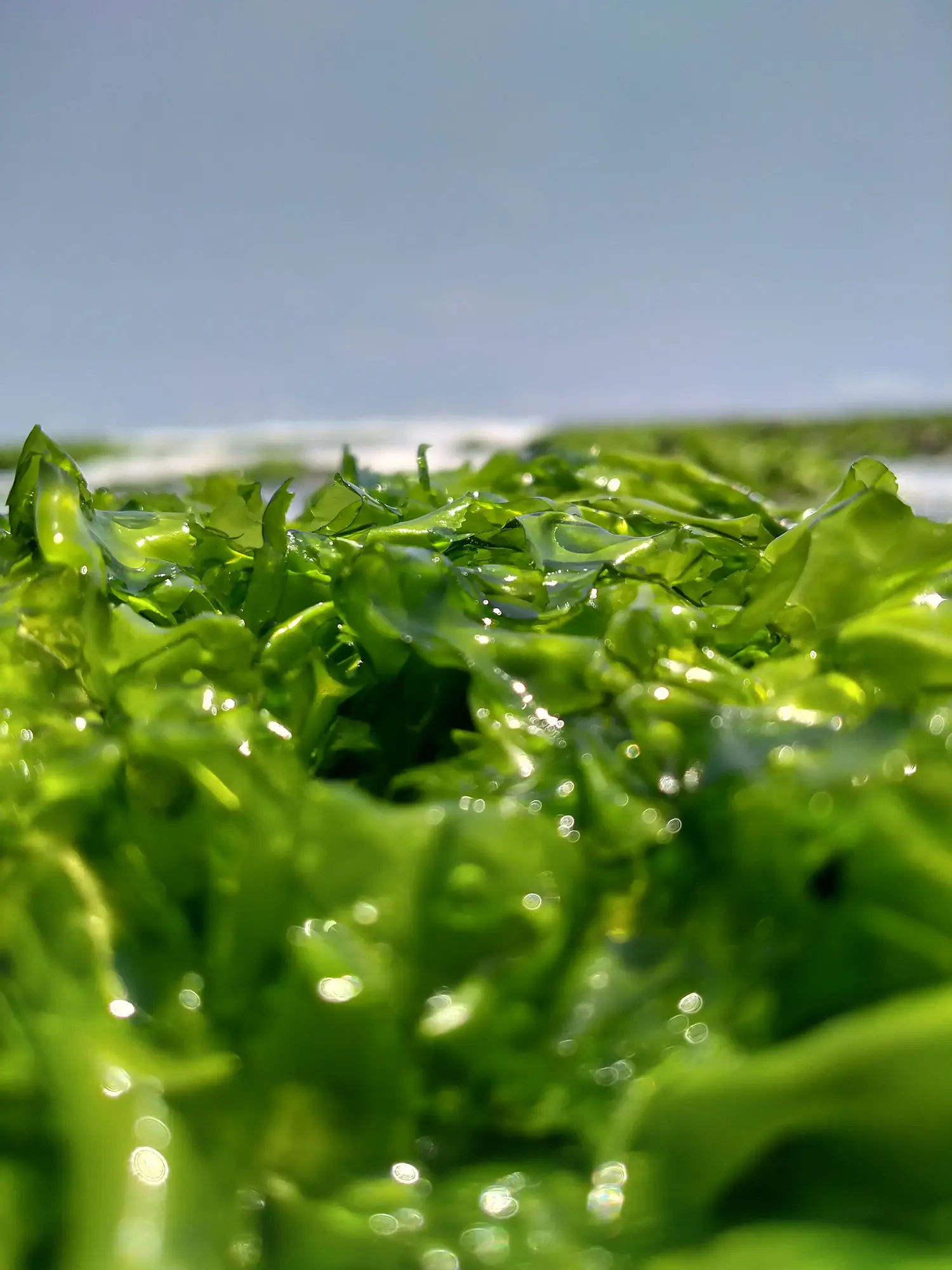 Close-up of vibrant green seaweed on a beach.