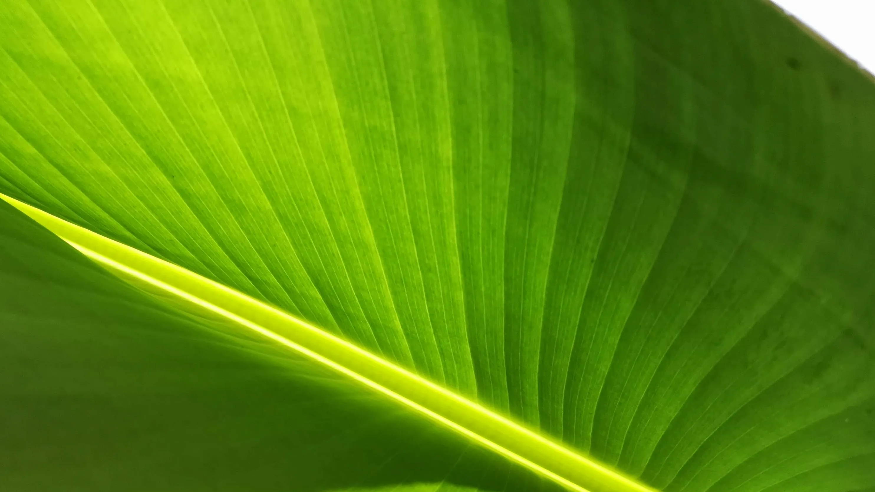Green leaf cleantech biotech Amplify Capital Future Fields
