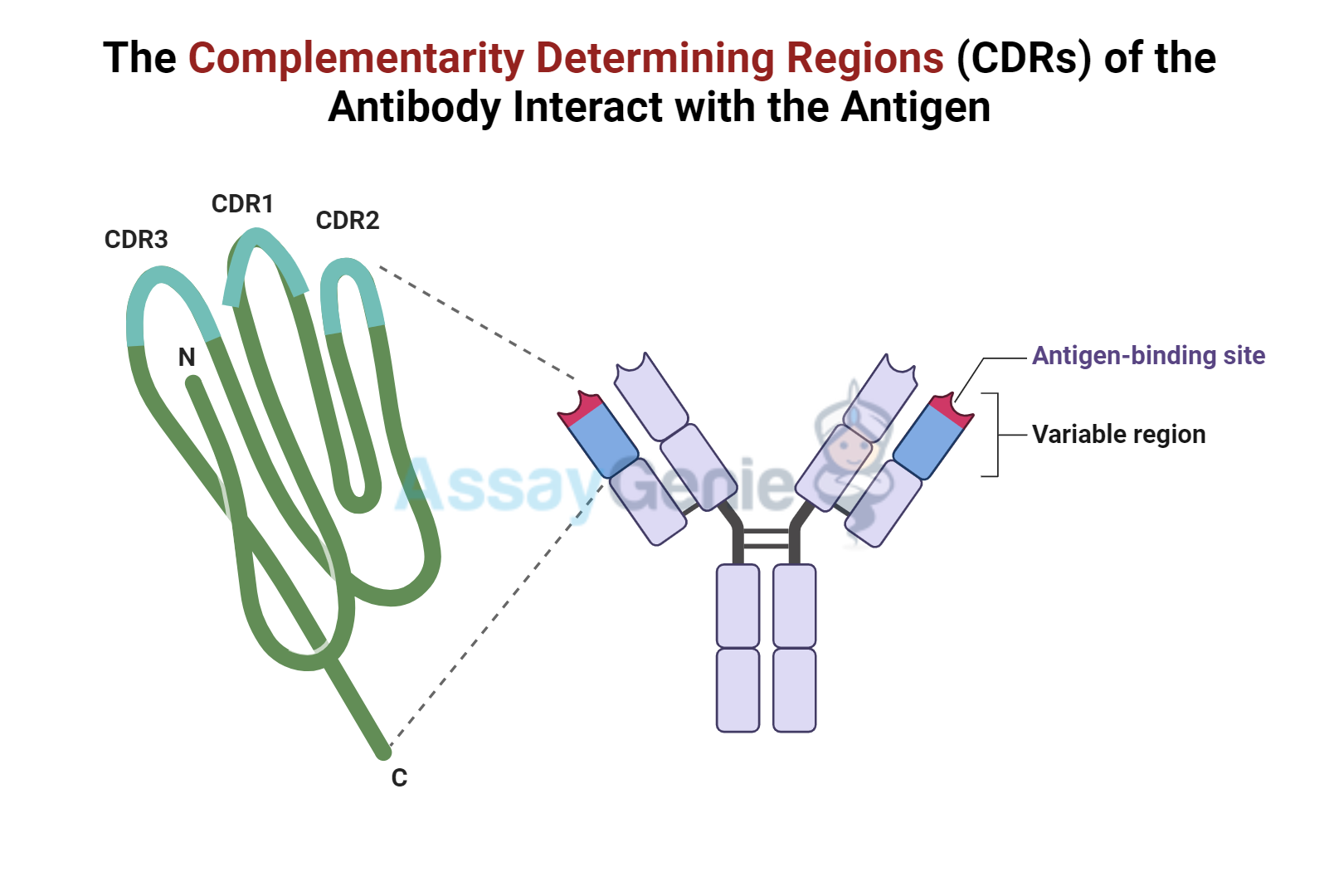 Complimentary determining regions (CER) of the antibody