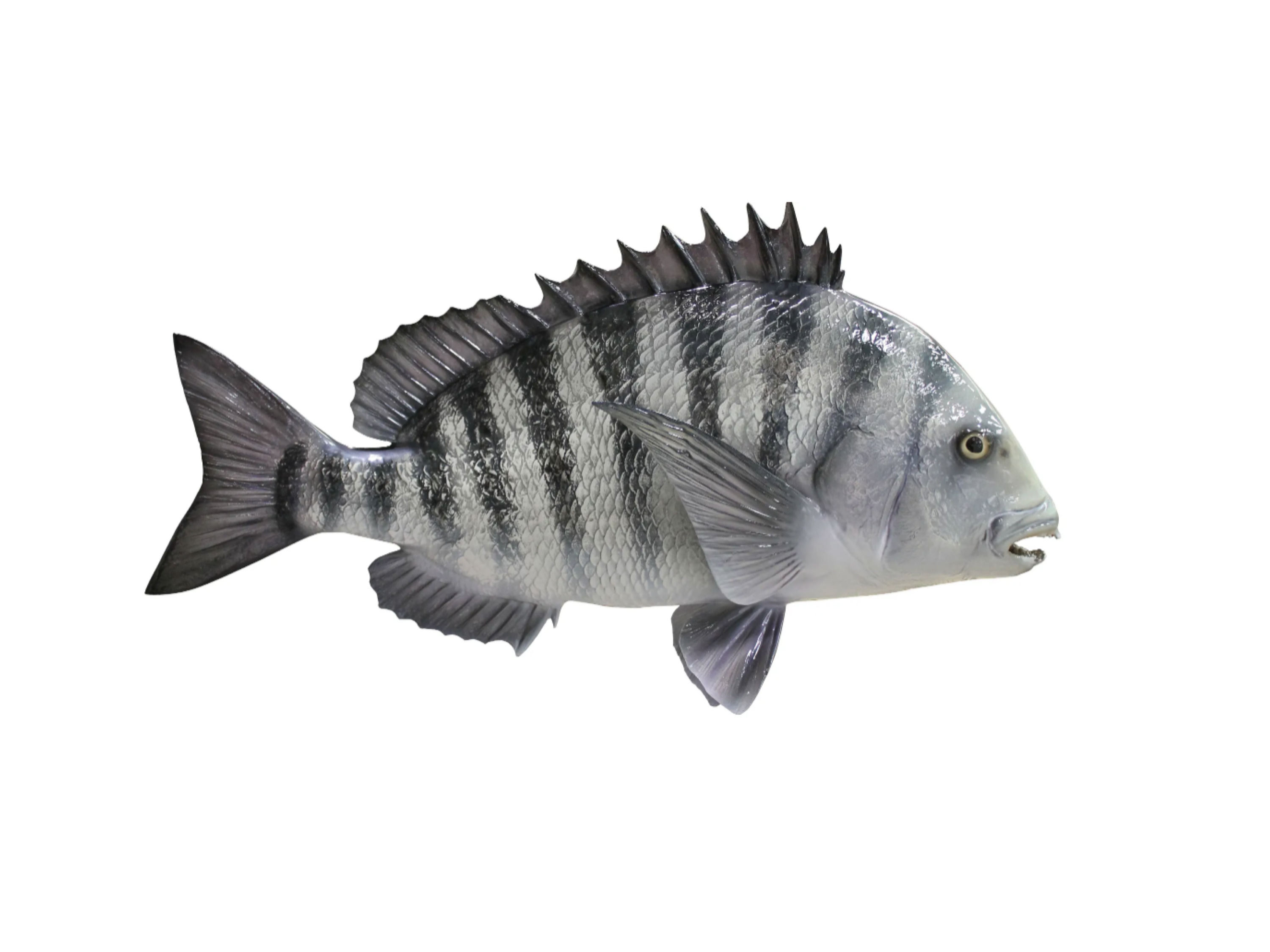 Sheepshead Fish