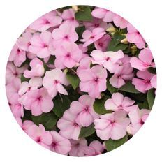 Photo of Soprano® Pastel Pink Bedding Impatiens