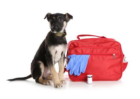 How to protect pets from house fires: pack an emergency 'go bag' kit