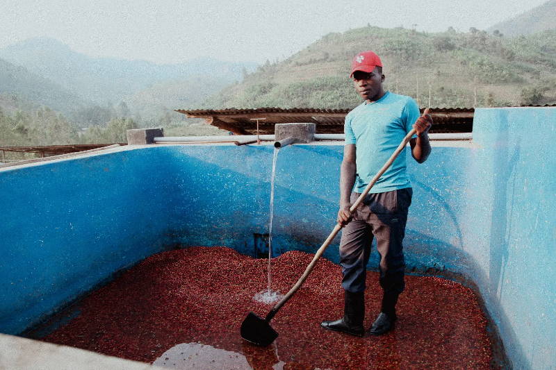 Die Kaffeekirschen werden gewaschen und gefloatet. Kooperative Kabila in Ruanda
