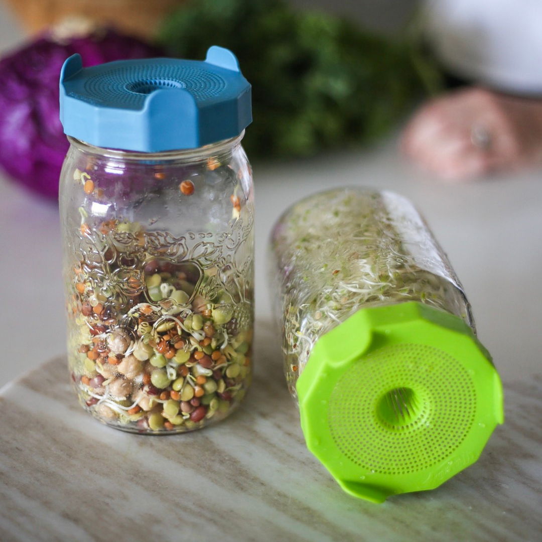 2 mason jars with sprouts