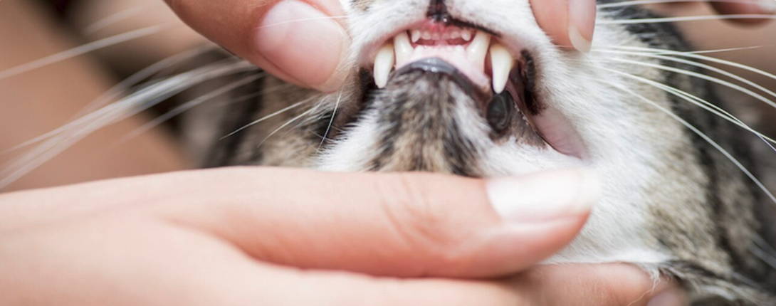 Your cats diet impacts their teeth