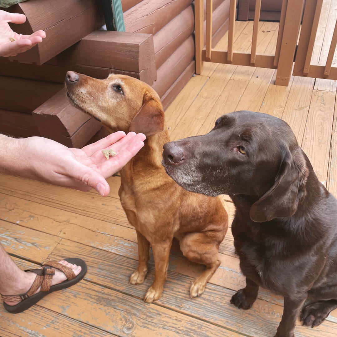 Two dogs sitting on a wooden deck and training to get a treat. 