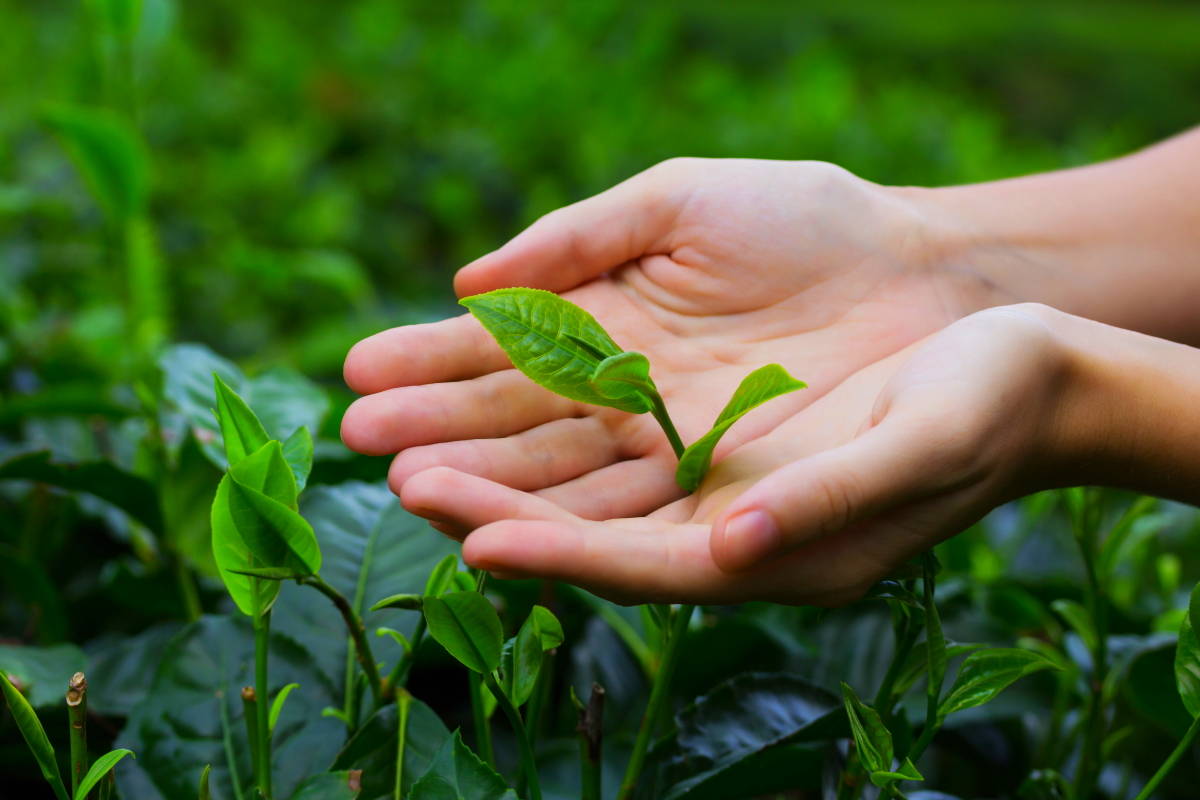 Hand Picked Matcha Tea Leaves