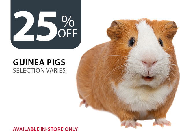 25% off Guinea Pigs. Selection varies. Available in-store only.