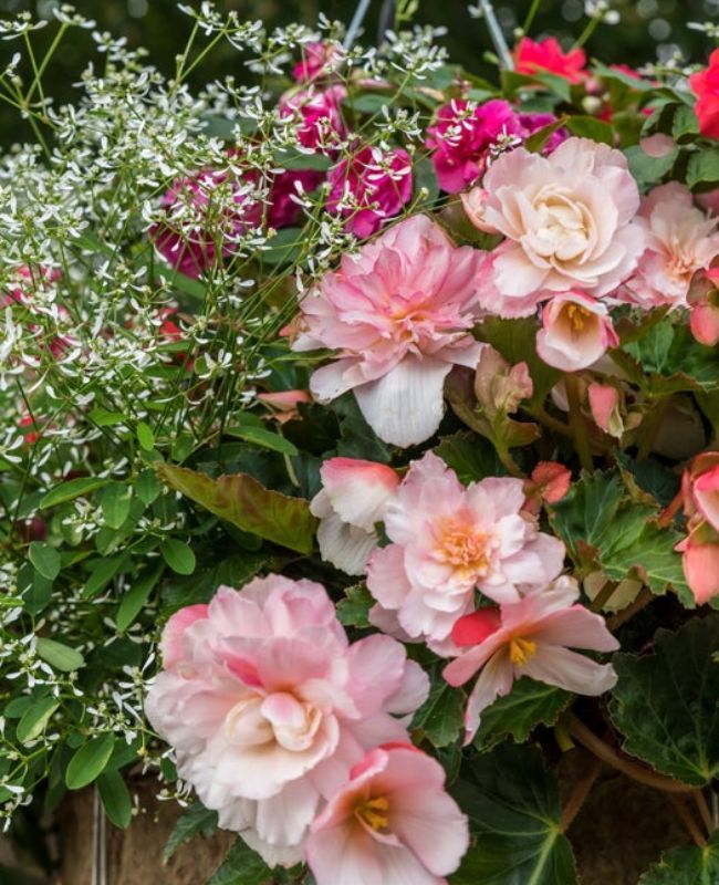 Photo of Double Delight® Appleblossom, Diamond Frost®, Rockapulco® Coral Reef in a hanging basket