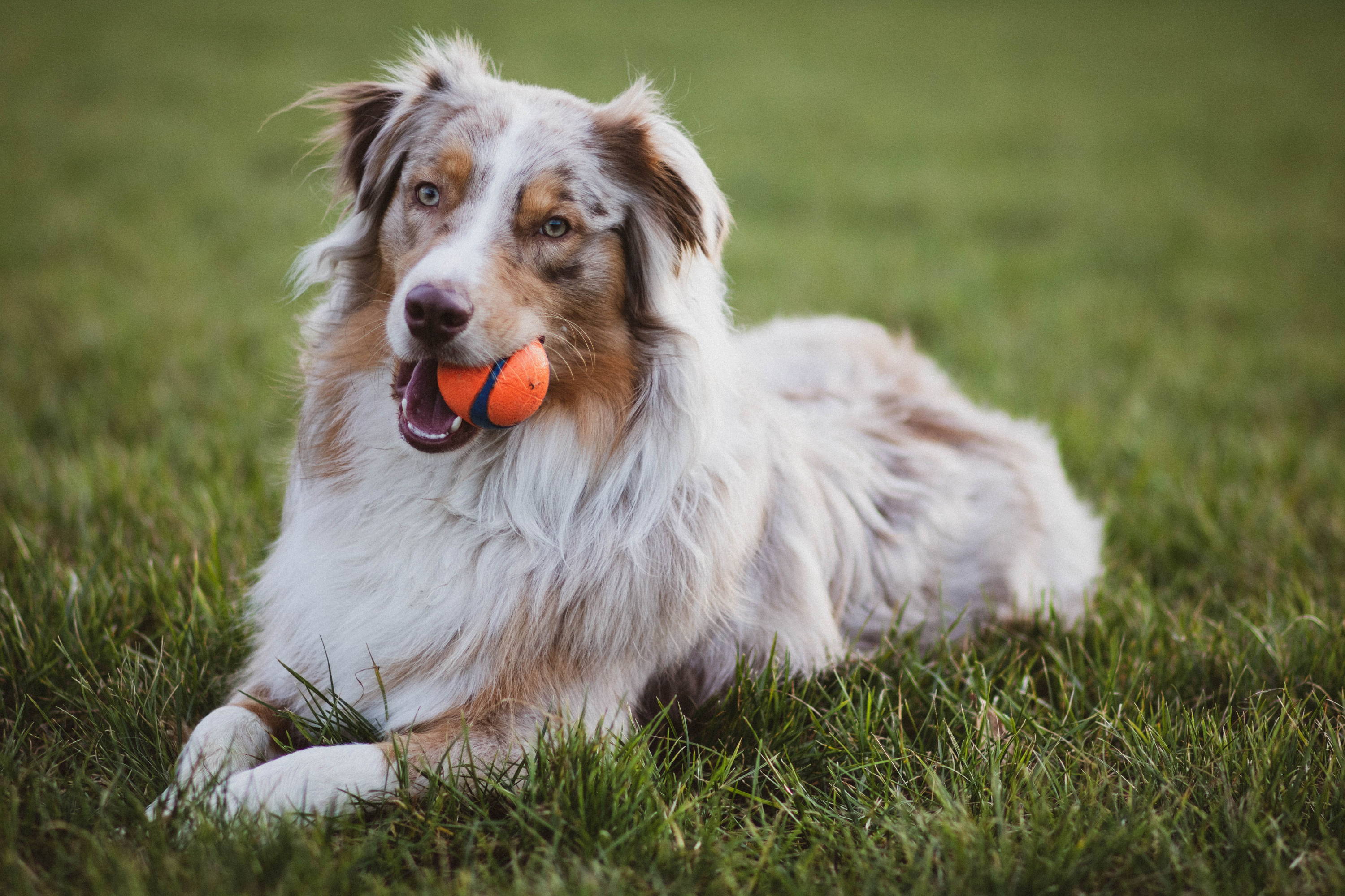 Australian Shepherd In The Grass