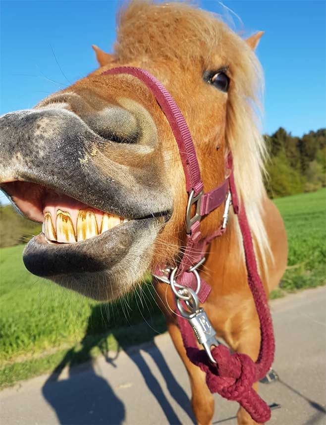 Scootboot happy pony wearing hoof boots for barefoot horses
