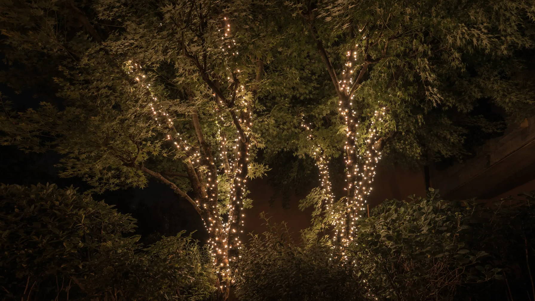 Twinkly string lights wrapped around tree and illuminate with warm white colour