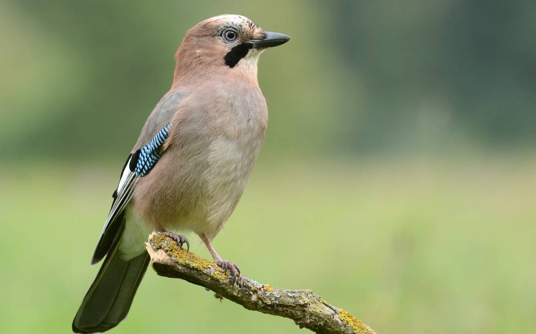 Jay bird on tree branch