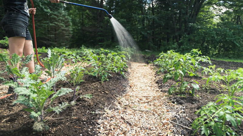 watering mulched paths