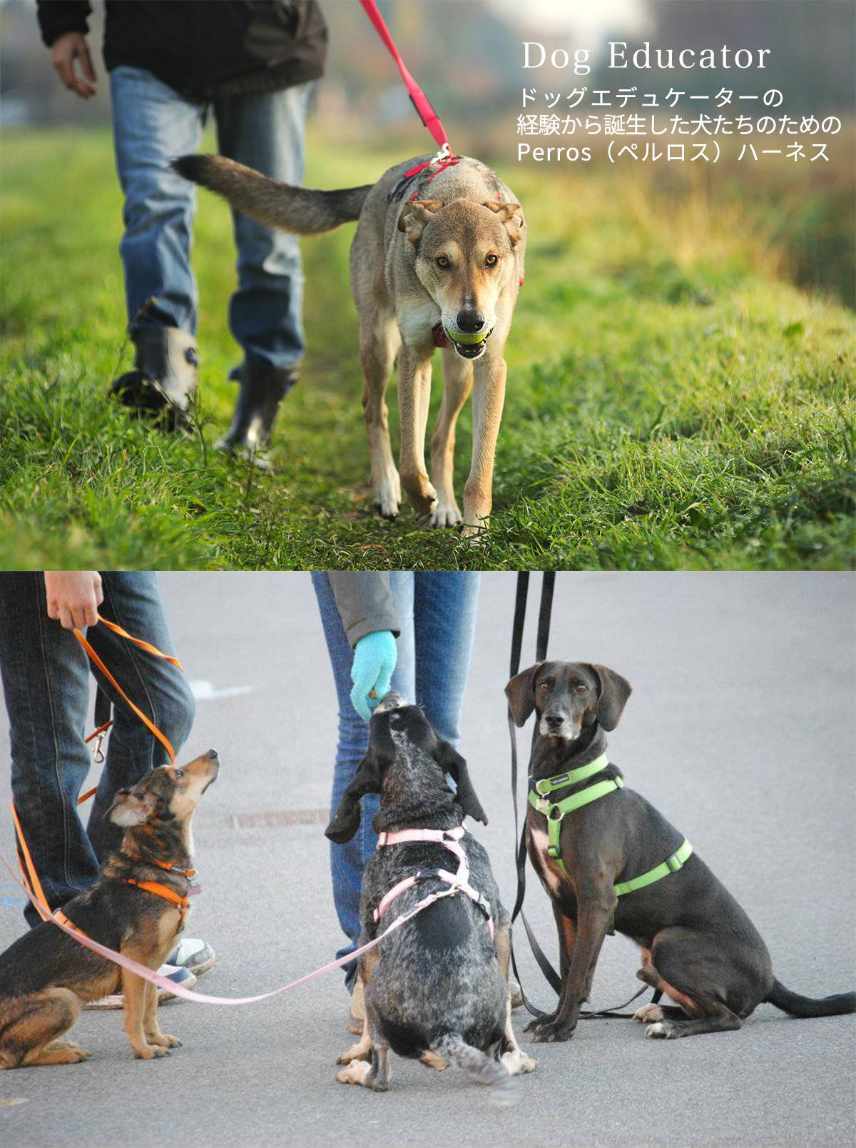 犬 リード 持ちやすい やわらかい 小型犬 中型犬 大型犬  Truelove ブランド ソフトハンドル サブハンドル付き ZERO-G