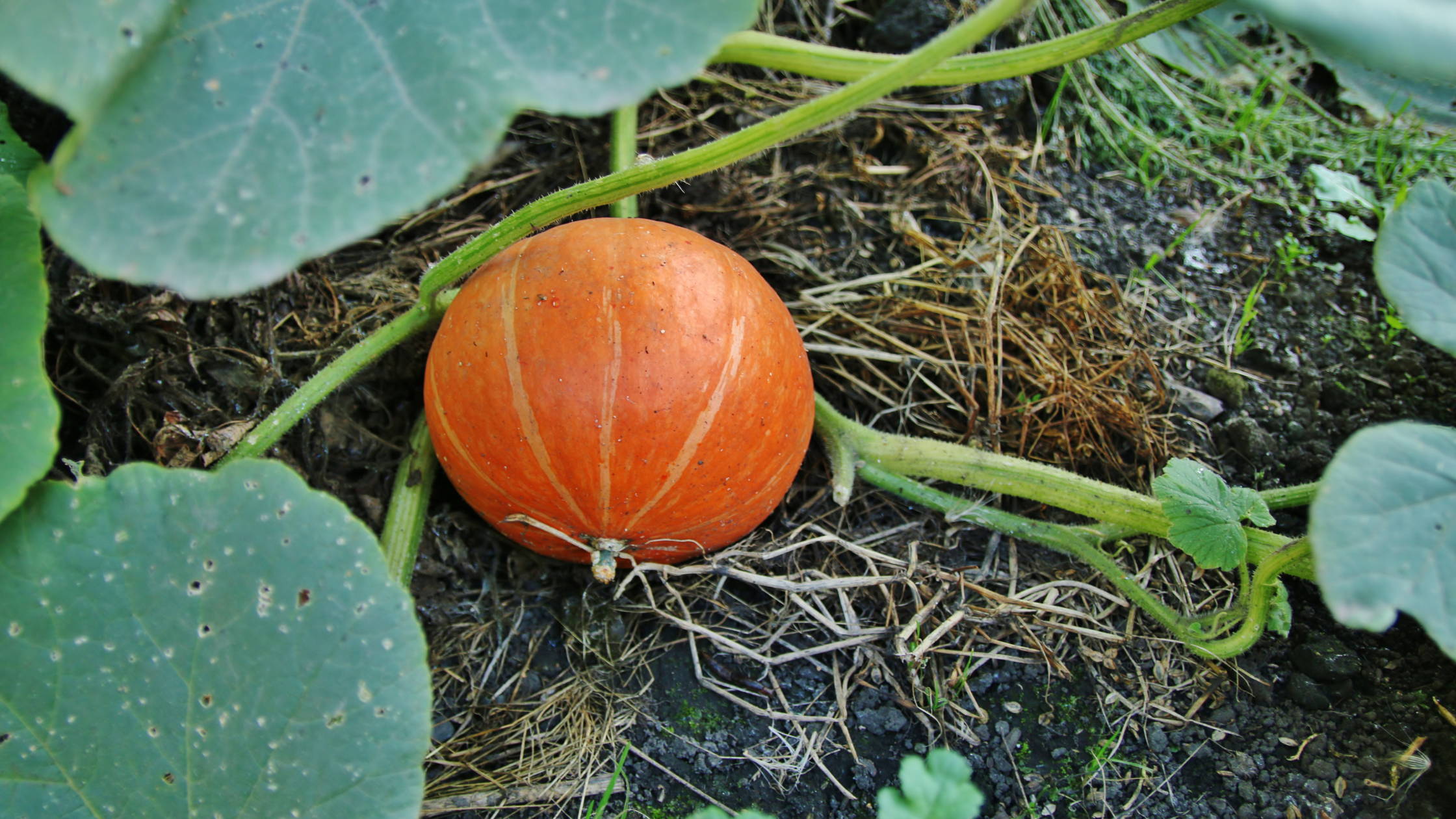  Pumpkin Plant