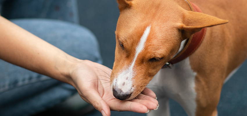 Image of a happy dog ​​receiving CBD treats from its owner.