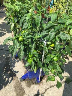 Growing Bell Peppers in the EarthBox