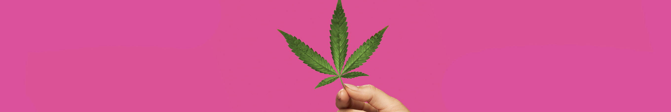 Image of a hand holding a hemp leaf