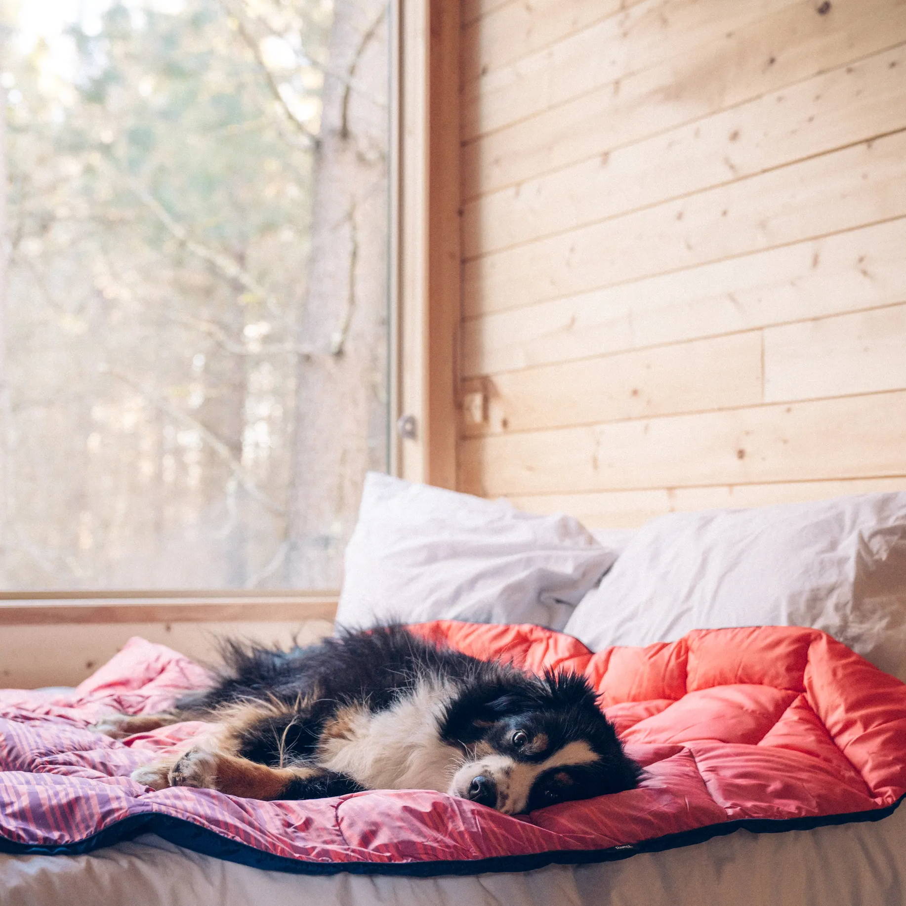 Australian shepherd dog on top of a Rumpl blanket inside of a Getaway house