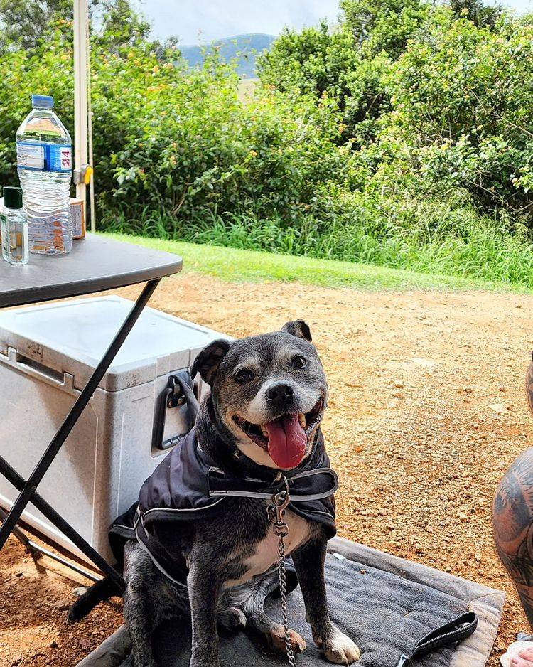 Neurum Creek Bush Retreat, Dog Friendly Camping QLD