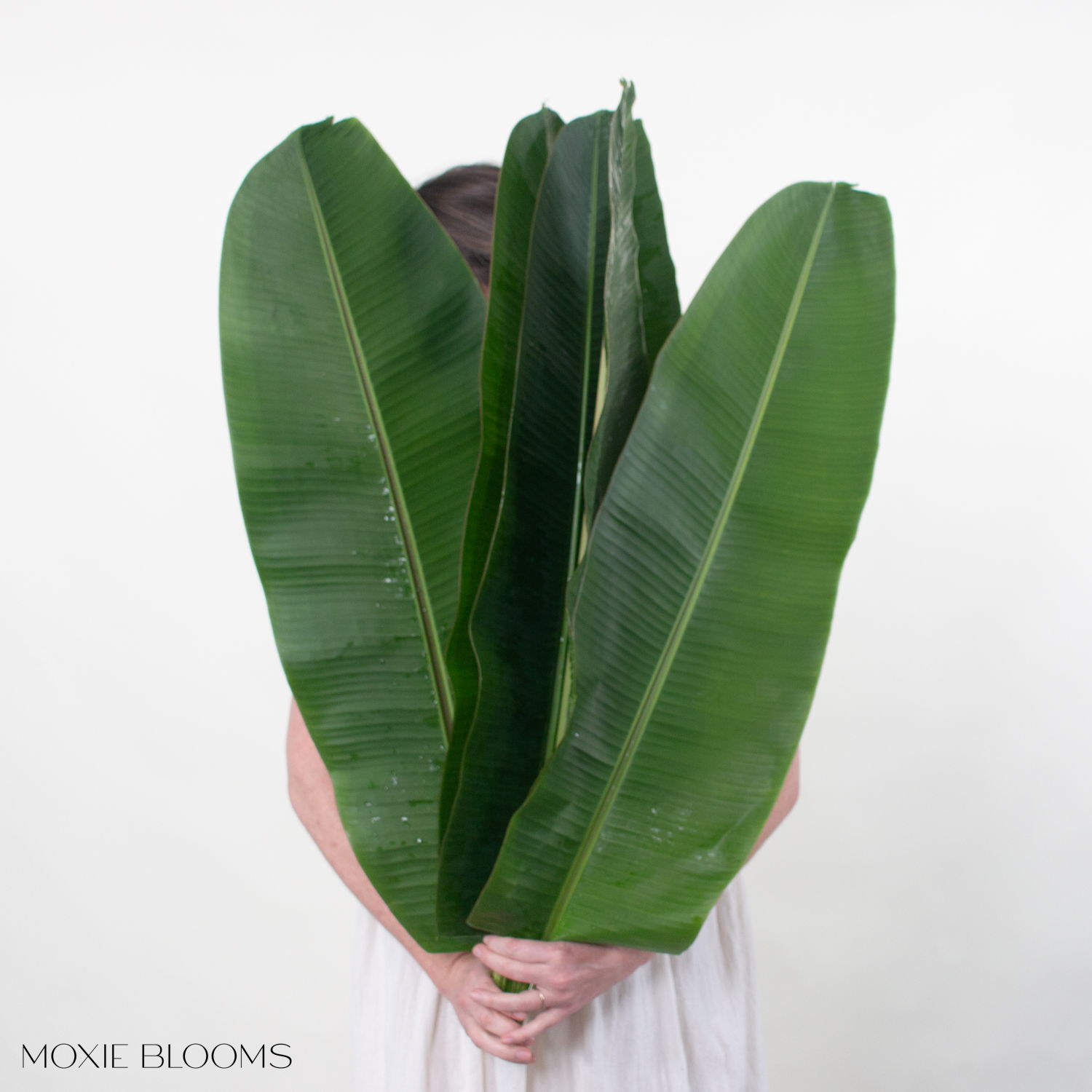 musa banana leaf
