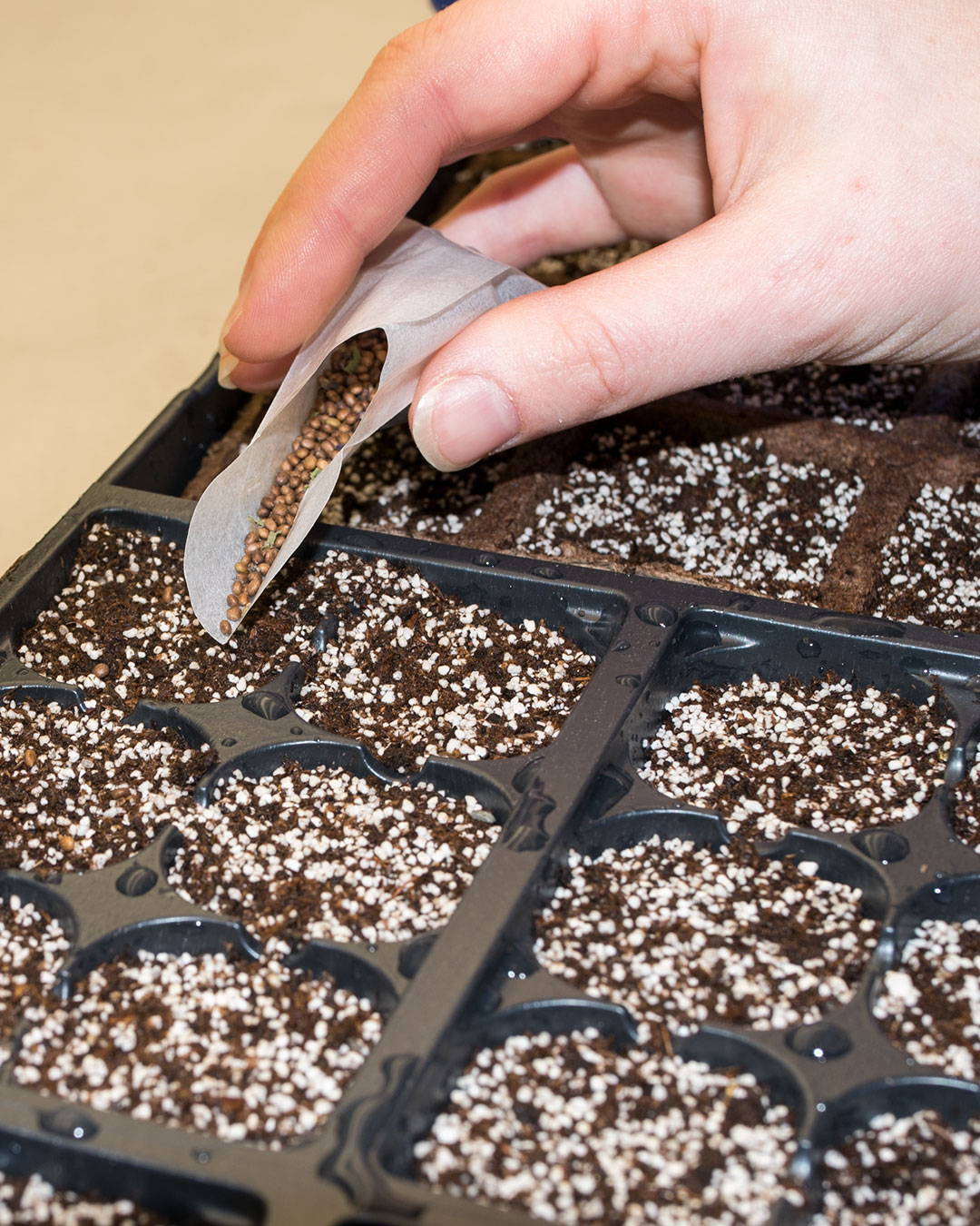 Using a glassine to sow small seeds