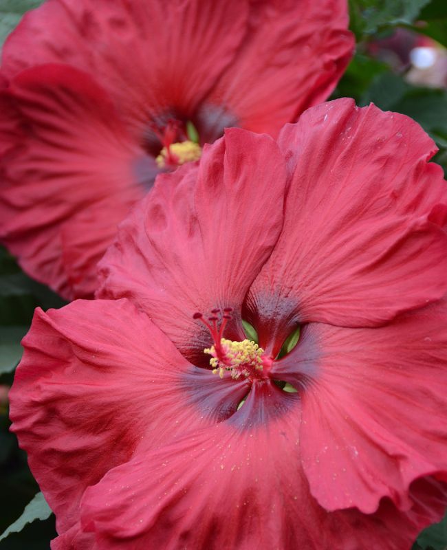 Outdoor scene of 2 large red hibiscus flowers in bloom surrounded by green foliage.