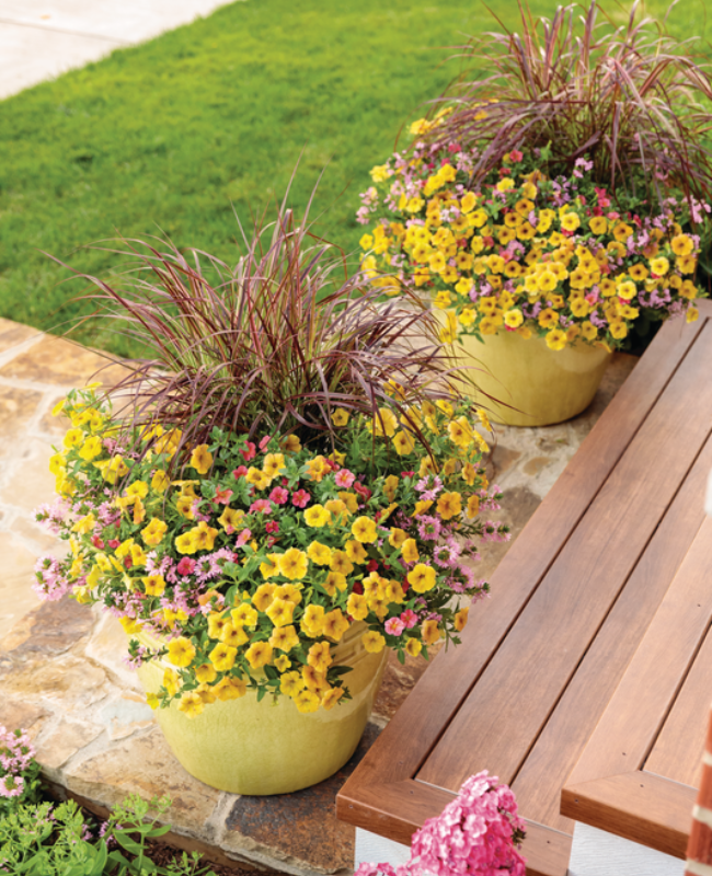 Patio containers filled with Supertunia® Honey™, Superbells® Tropical Sunrise, Whirlwind® Pink, Graceful Grasses® Fireworks