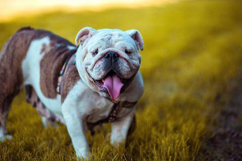 Dogs with Cdiff can benefit from fecal transplants