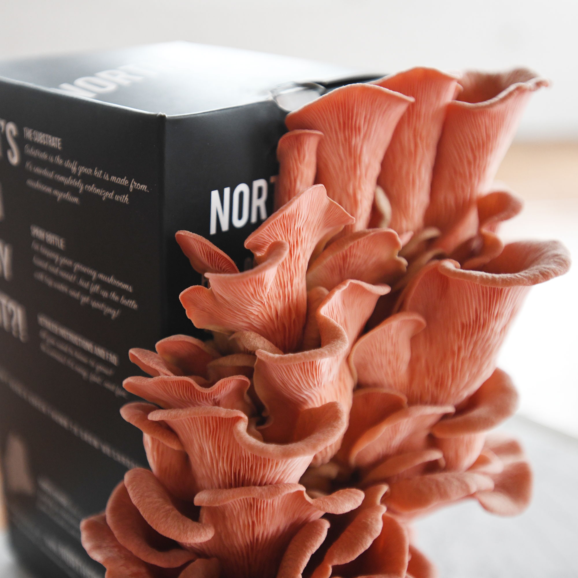 A close-up of pink mushrooms next to a black box.