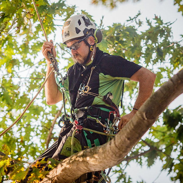 Mark Gaudet climbing on a tree branch